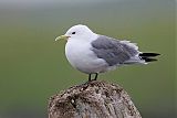 Black-legged Kittiwake